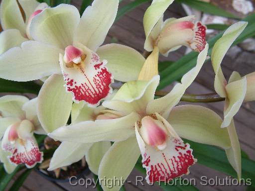 Orchid Cymbidium 2 